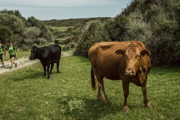 Camí de Cavalls 360º