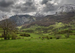 Naturaliste